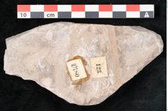 Foto (Detailansicht) von Dictyopteris brongniarti Gutb. (NHMW-GEO-2024-0188-10780)
